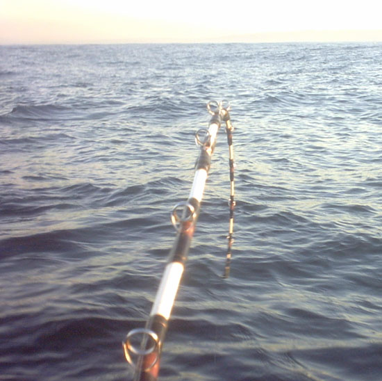 Wintertime Kayak Fishing for the Trifecta: Yellowtail, White